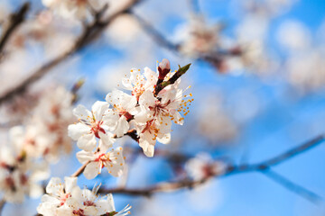 Blossom tree over nature background. spring flowers. spring background. Blurred concept. Natural background. Apricot flowers