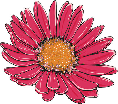 Beautiful pink flower of Gerbera with outline and wonderful colors and details. Hand-drawn African daisy vector illustration.