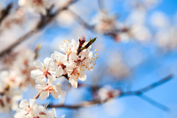 Obraz premium Blossom tree over nature background. spring flowers. spring background. Blurred concept. Natural background. Apricot flowers