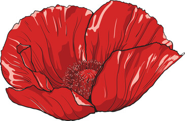 Elegat red poppy fower with beautiful details.