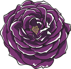 Hand-drawn purple peony vector flower.
