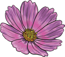 Purple african daisy with wonderful shades. Hand-drawn vector flower.