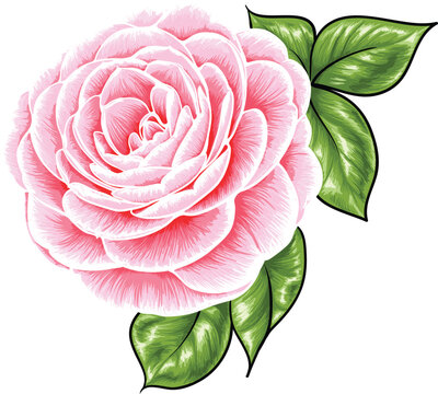 Open pink rose flower with leaves. Hand drawn rosaceous vector illustration.