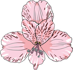 Vector illustration of pink-light Orchid flower.