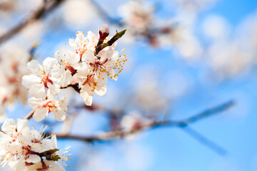 Blossom tree over nature background. spring flowers. spring background. Blurred concept. Natural background. Apricot flowers