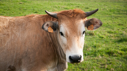 Retrato de vaca marrón en pradera de hierba