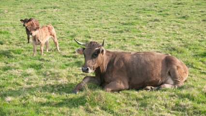 Vaca y dos terneras en pradera de hierba verde
