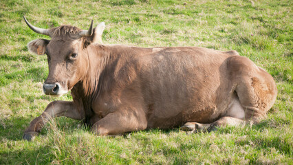 Vaca marrón tumbada en pradera de hierba verde