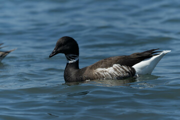 北帰前のコクガン