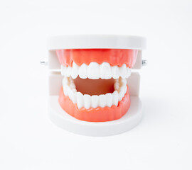 The acrylic human jaw model for studying oral hygiene on white background.