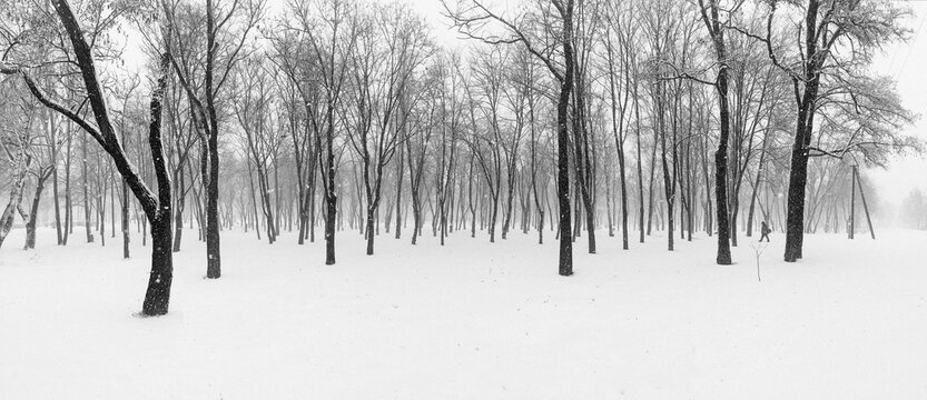 view of winter forest monochrome landscape 