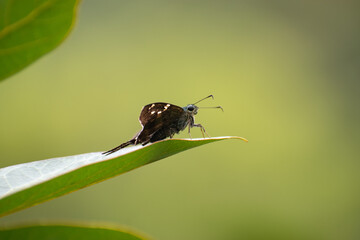 buterfly on the sheet