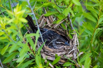 Red-winged Blackbird
