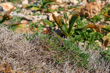 Salamander auf Malta