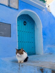 Cat in front of a door in the blue city of Chefchauen in Morocco