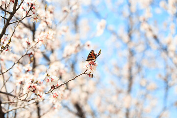 Butterfly on a spring flower. Blooming tree on the background of nature. spring flowers. spring background.