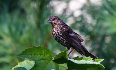 Red-winged Blackbird