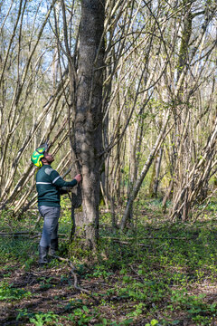 Jeune garde forestier en observation en foret