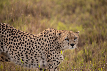 A cheetah in the early morning roams the avanne in a national park, photographed on a safari in Kenya Africa