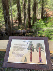 Yosemite National Park, California, USA, June 28, 2022: Giant sequoia trees in the Mariposa Grove of Giant Sequoias, a sequoia grove near Wavona. Mariposa Grove new interpretive signage.