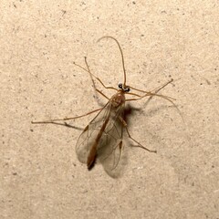 Diptera, Tipula paludosa isolated