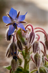 45 / 5.000
Resultados de traducci&oacute;n
Resultado de traducci&oacute;n
Macro photography of plants, flowers and objects