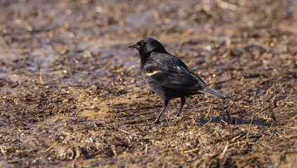 Red-winged Blackbird