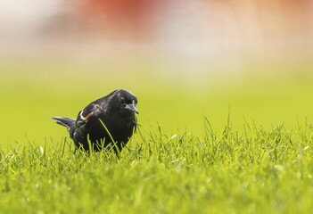 Red-winged Blackbird