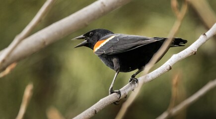 Red-winged Blackbird