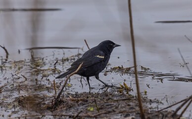 Red-winged Blackbird