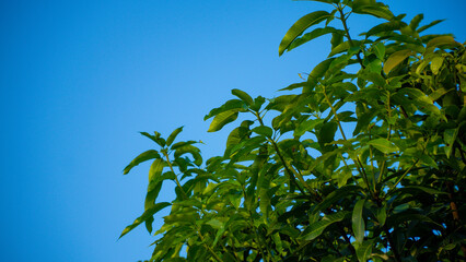 Branch of young solar green leaves on a background of blue sky. Spring landscape. Corner location.