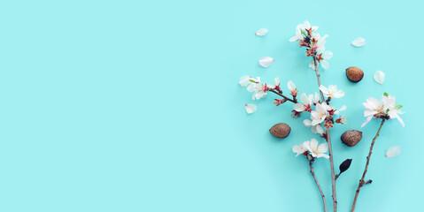 image of spring white almond blossoms tree over blue pastel background
