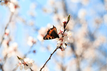 Butterfly on a spring flower. Blooming tree on the background of nature. spring flowers. spring background.
