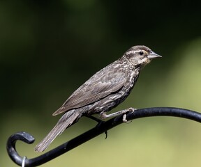 Red-winged Blackbird