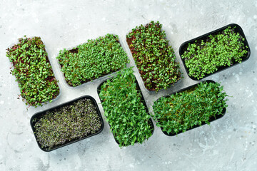 Microgreen. Growing microgreens for healthy eating. Top view. On a gray background.