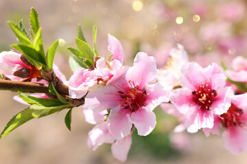 background of spring blossom tree. selective focus