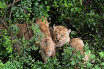 Four tiny lion cubs hiding in green bush