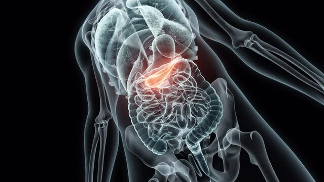 3D rendering Medical Animation of a Human Pancreas.X-ray of a Pancreas