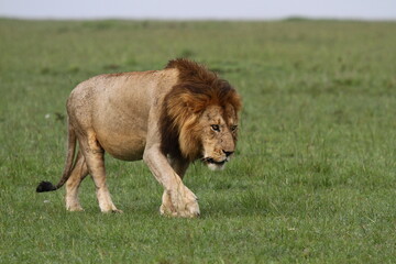 Close-up of a lion walking through green meadow
