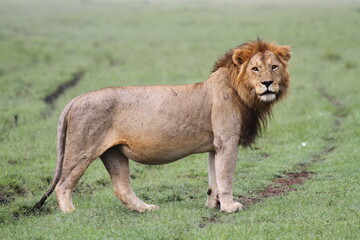 Close-up of a lion standig on green grass