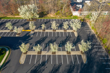 Springtime Landscaping blooming in the parking lot 