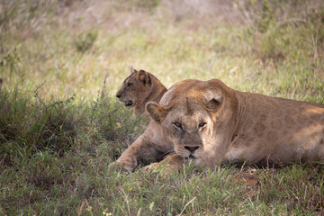 Lion family with young lions. in a savanna landscape after the hunt. Nice shot from Africa from a...