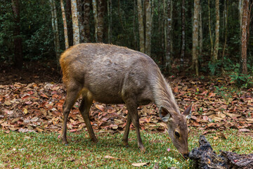 Deer's finding food
