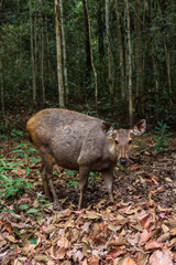 Female deer's approaching