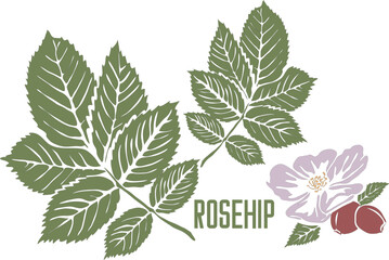 Rosehip fruits and flower in vector silhouette. Rosa acicularis medicinal herb image. Set of vector botanical illustration of Rosehip plant in color for medicine. Wild rose in contour and color singly