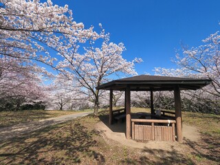 満開の桜が咲く城山【香川県丸亀市、仲多度郡まんのう町】20233