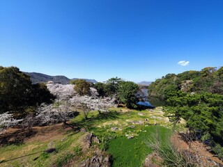 Naklejka premium 滝宮公園の桜風景【香川県綾歌郡綾川町】