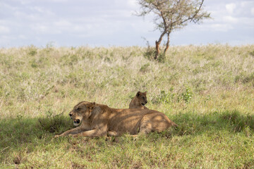 Lion family with young lions. in a savanna landscape after the hunt. Nice shot from Africa from a...