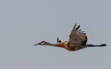 Sandhill Crane