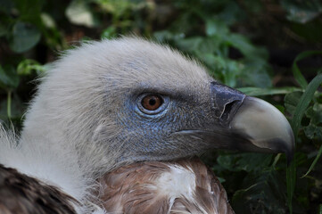 Eurasian griffon vulture (Gyps fulvus) portrait
